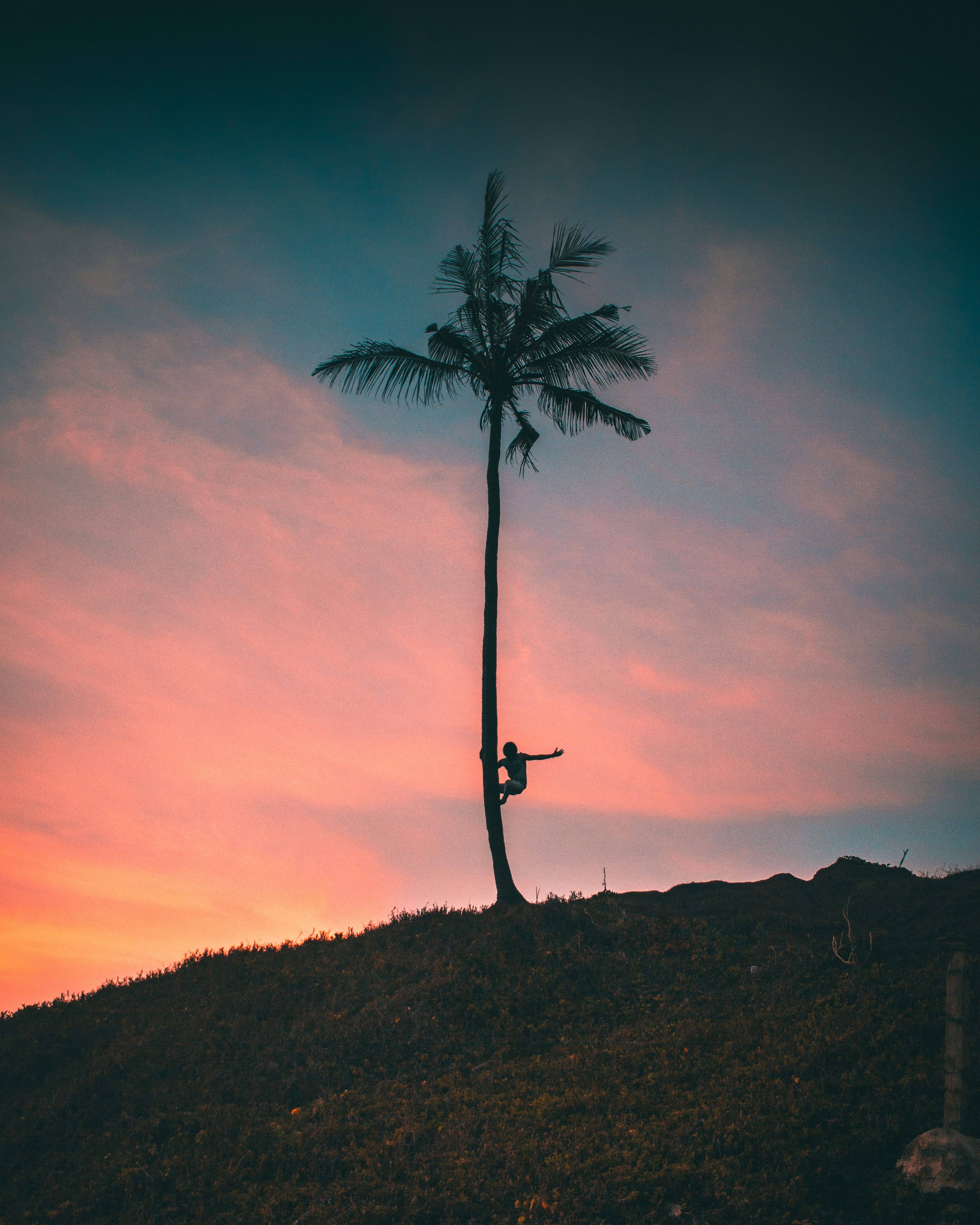 silhouette of palm tree during sunset